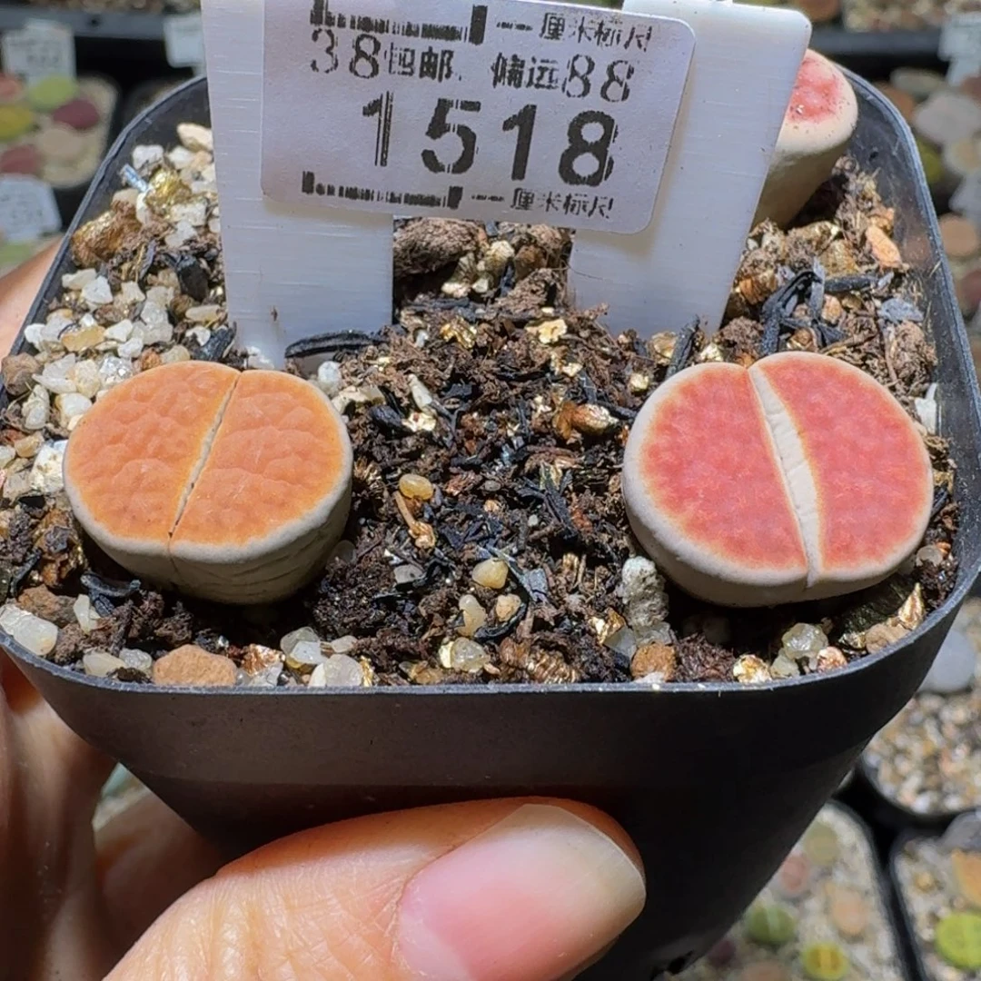 Sss捡漏价清仓了1518