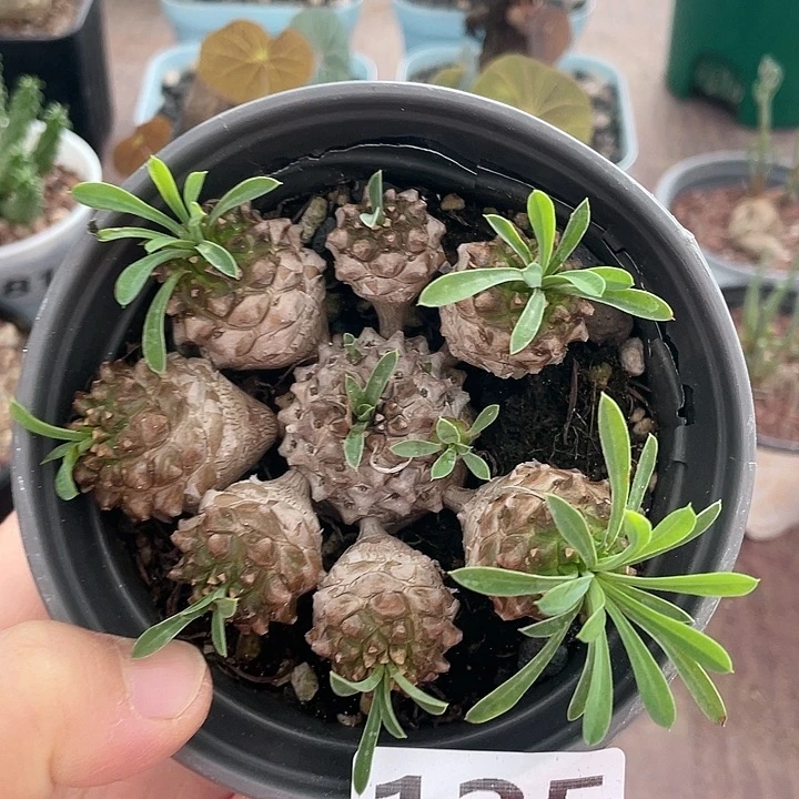 125大盆峨眉山多头群