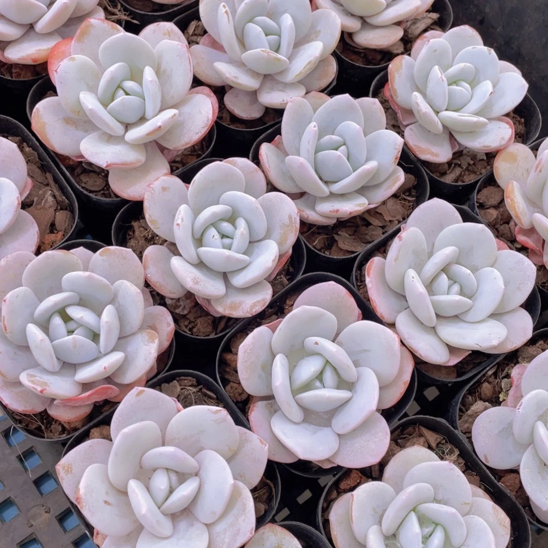 量拍33号粉雪莲单头一个