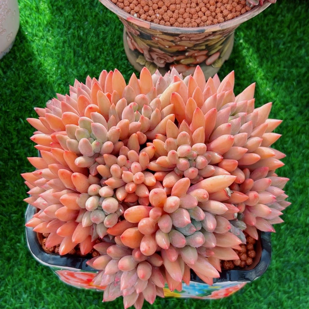 多肉植物多肉植物