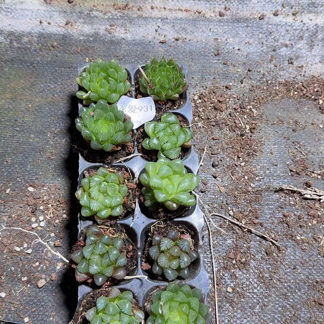 直播福利一物一拍931