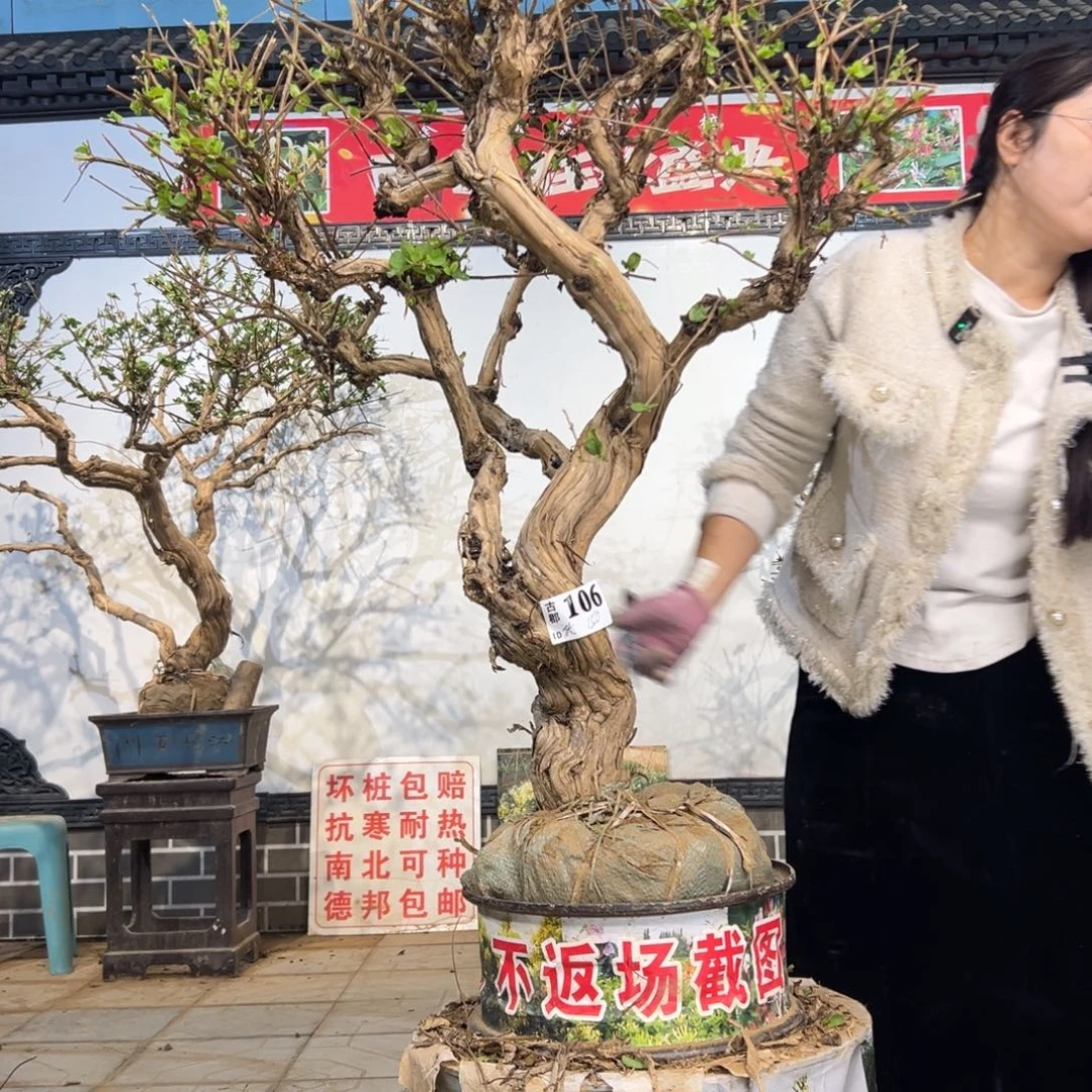 无花朵金银花88888