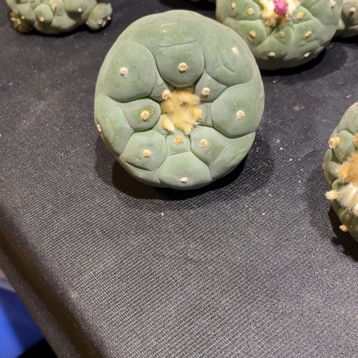 狂***牛实生海鲜特价