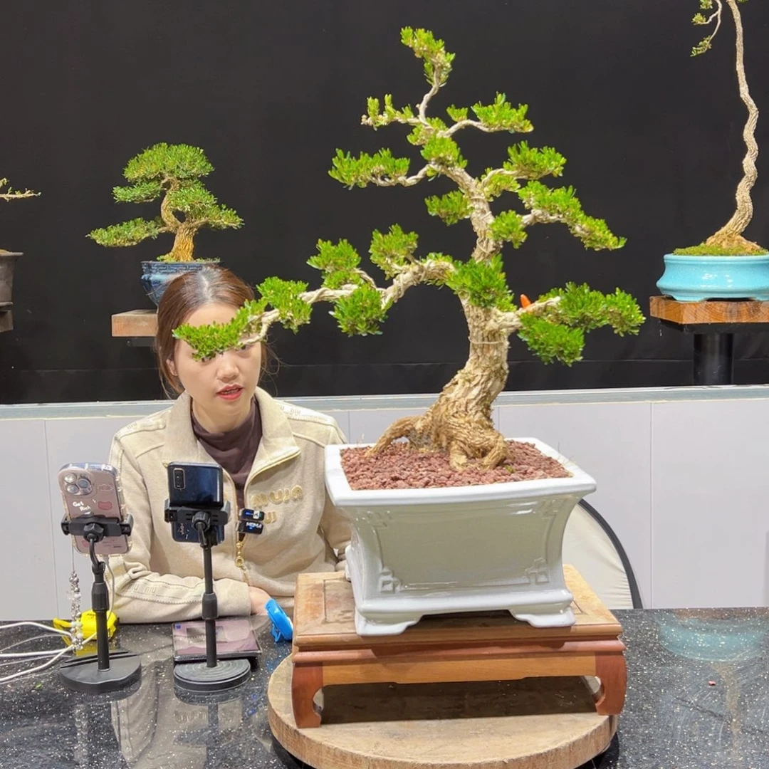 黄杨盆景老桩四季常青