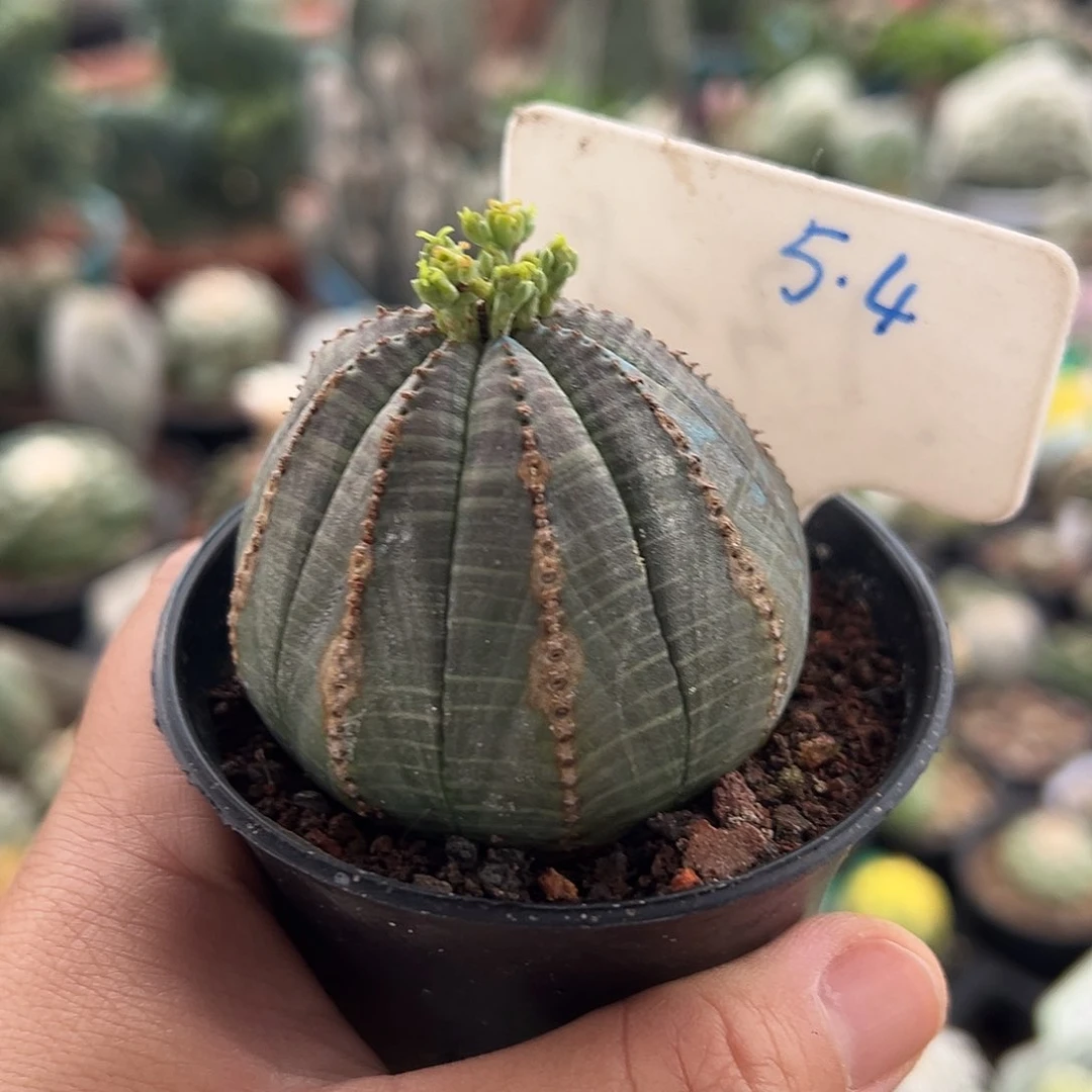 无花朵是按莫莫莫你困陌陌摸摸