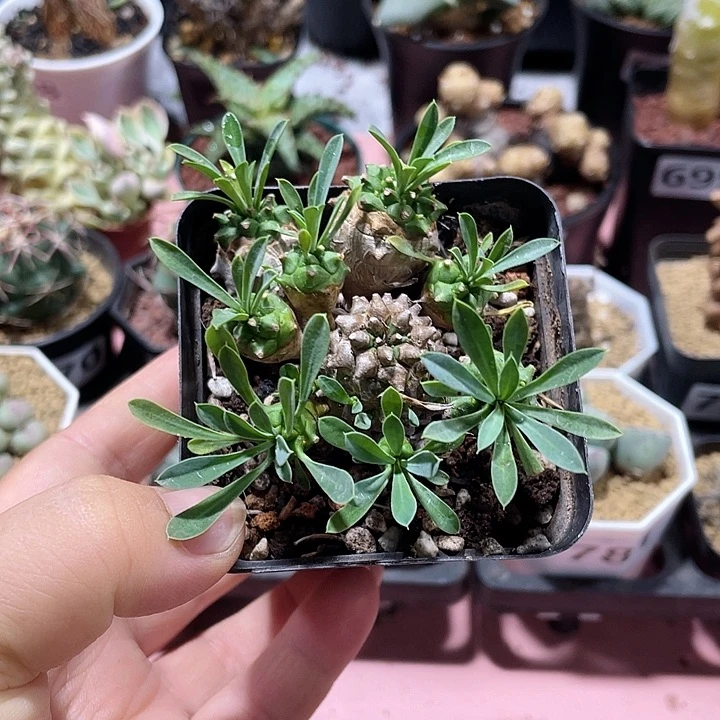 471峨眉山多头群植物