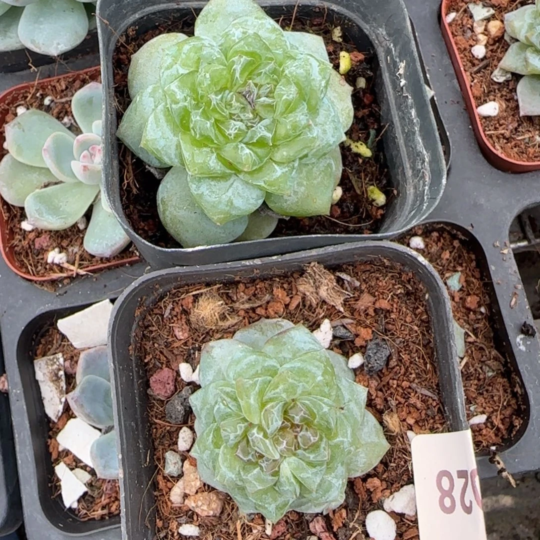 小卡拉米糖心一物一拍22-28