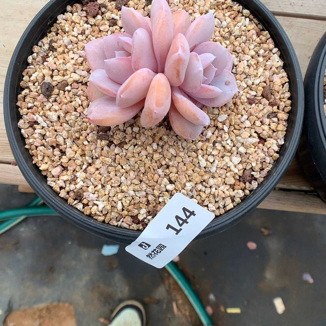 144奶茶多肉植物666