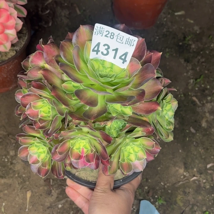 4314韶华多肉植物