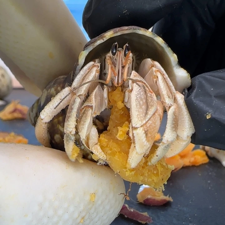 A71吃货 灰白1.5cm口径