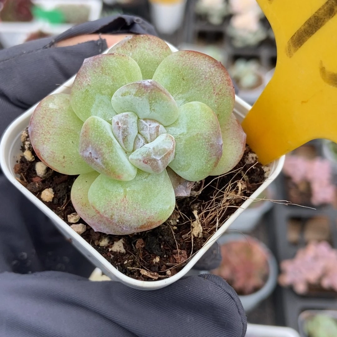 1937冰玉石化多肉植物