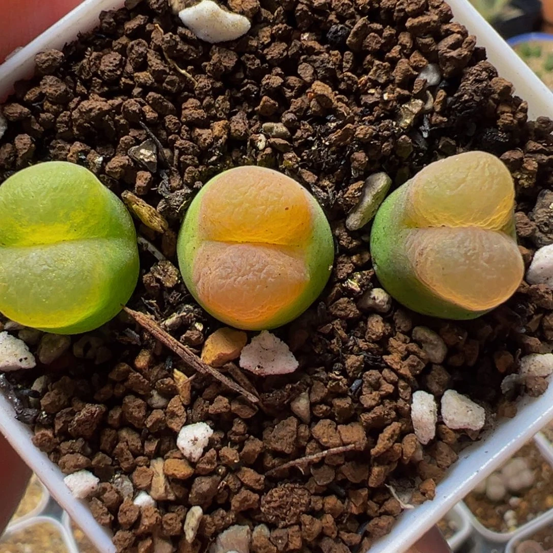 O泡组合多肉植物带盆