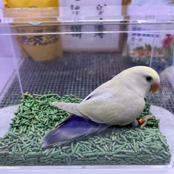 牡丹鹦鹉-独立白面澳桂公X7320