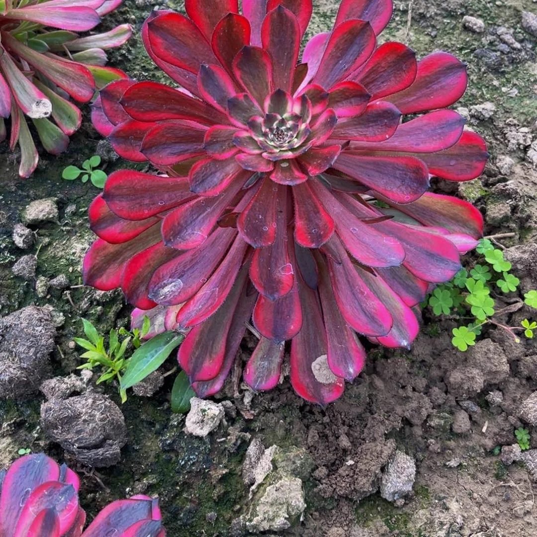 十里红妆多肉植物