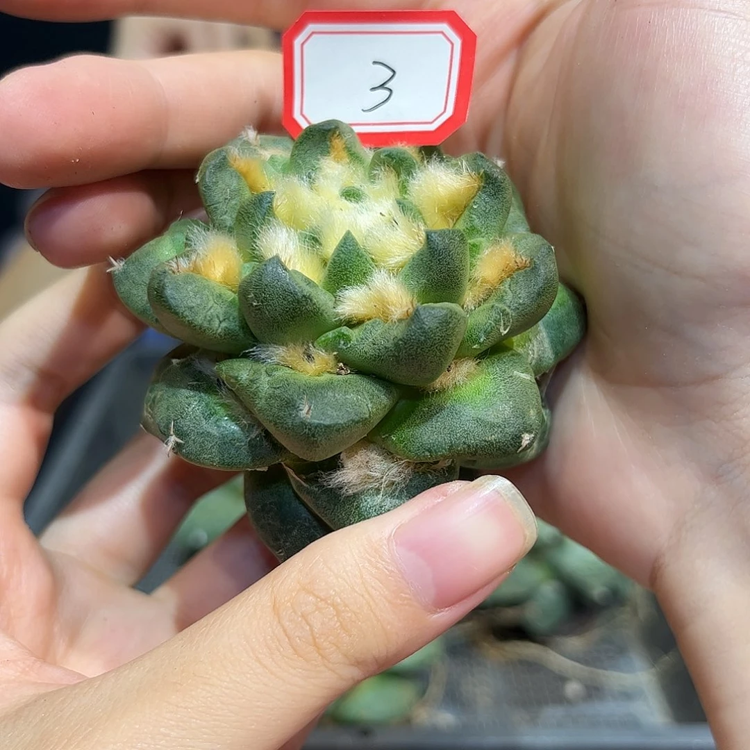 3号自根中筋龙爪7cm