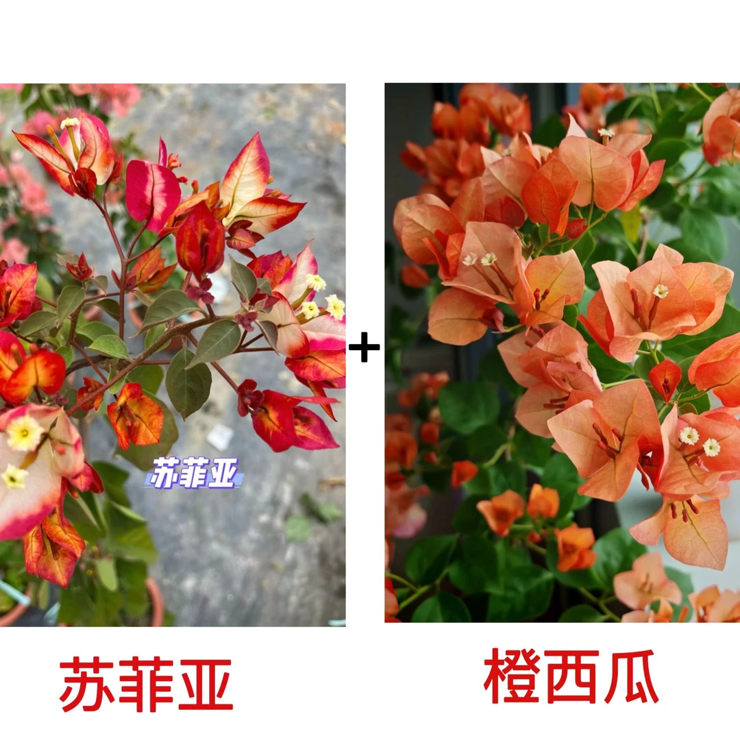 （苏菲亚+橙西瓜）到手2颗三角梅四季勤花一花多色不带花不带盆