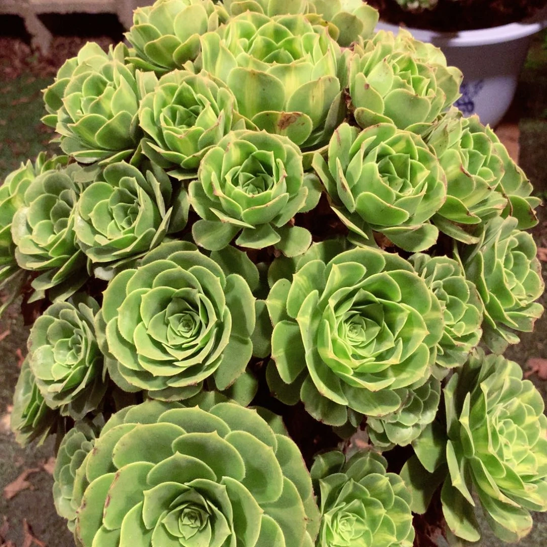 翡翠琉璃，多肉植物