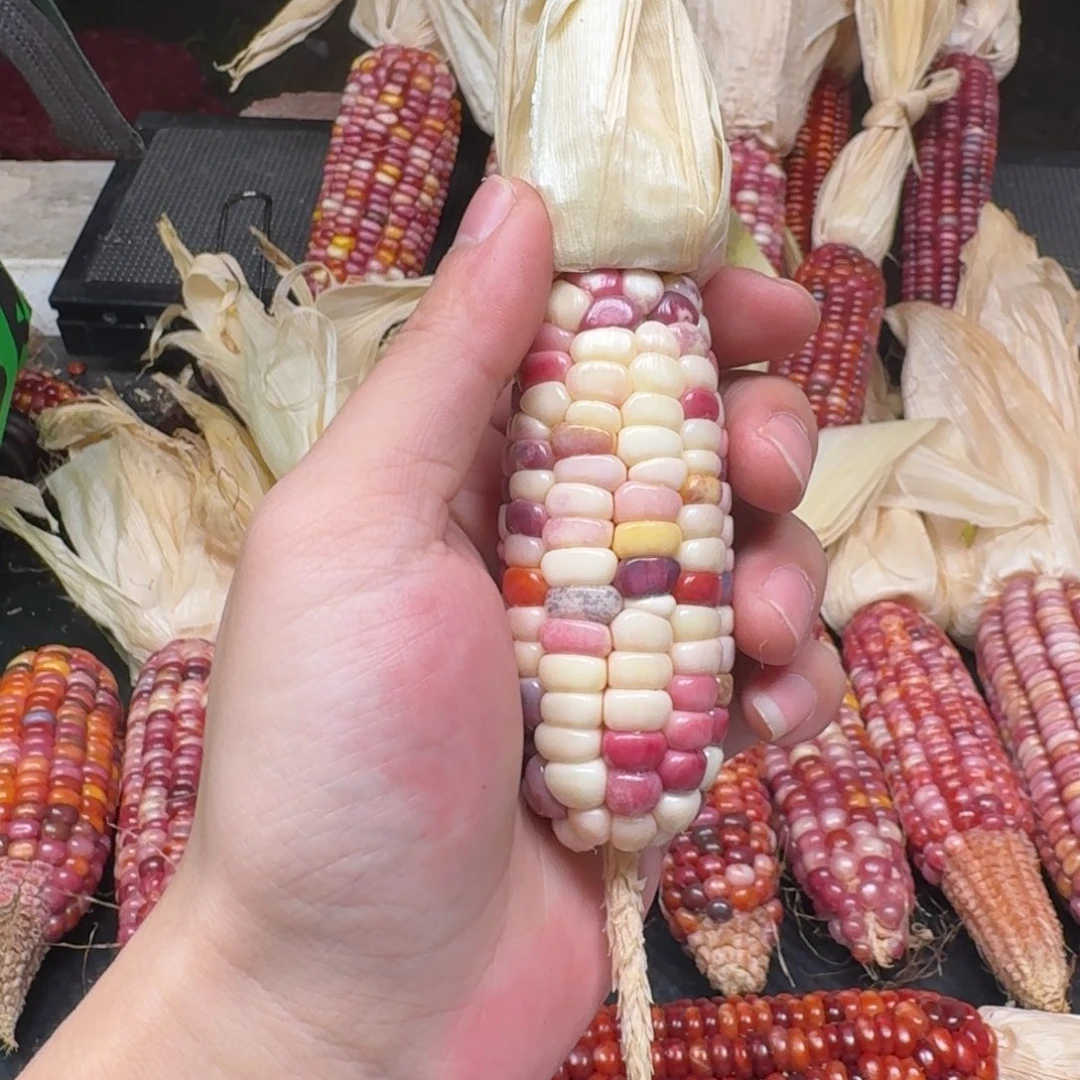 吃***塔柏香籽/百香籽吊坠