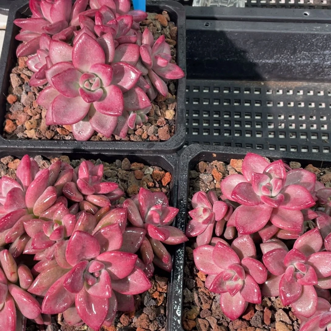 1213-41-大群六头赫菲斯托一颗