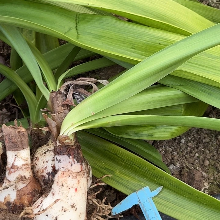 @*星花孔雀有标大坨包对版3402