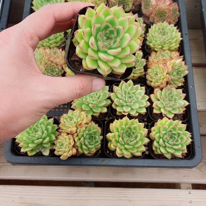 闪光多头多肉植物