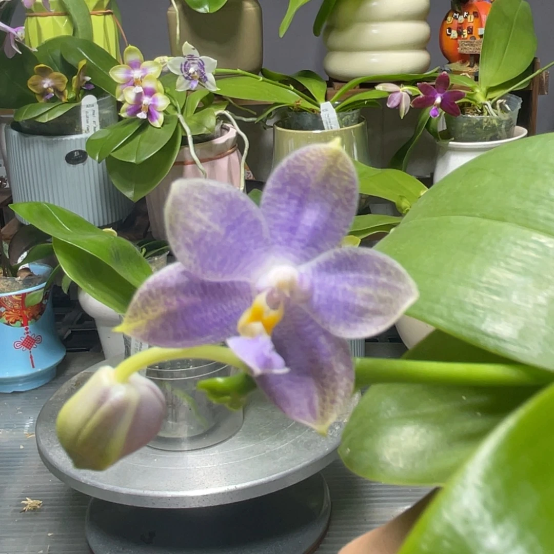 完全开放YW08，2.5杯开花株