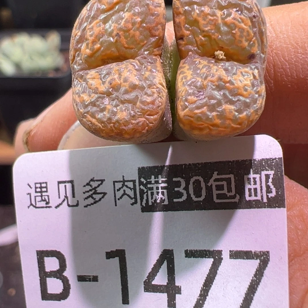 多肉植物1111111111111