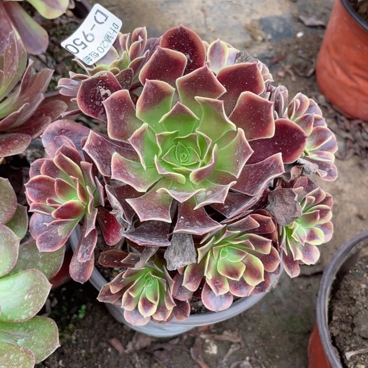 950欧嘉莉多肉123446749