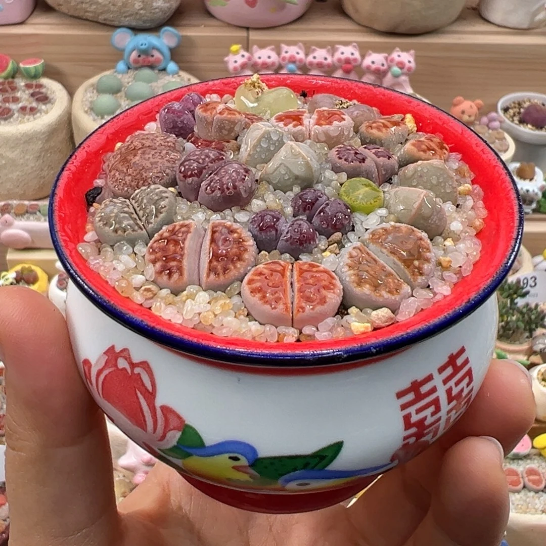 多肉植物100号彩色