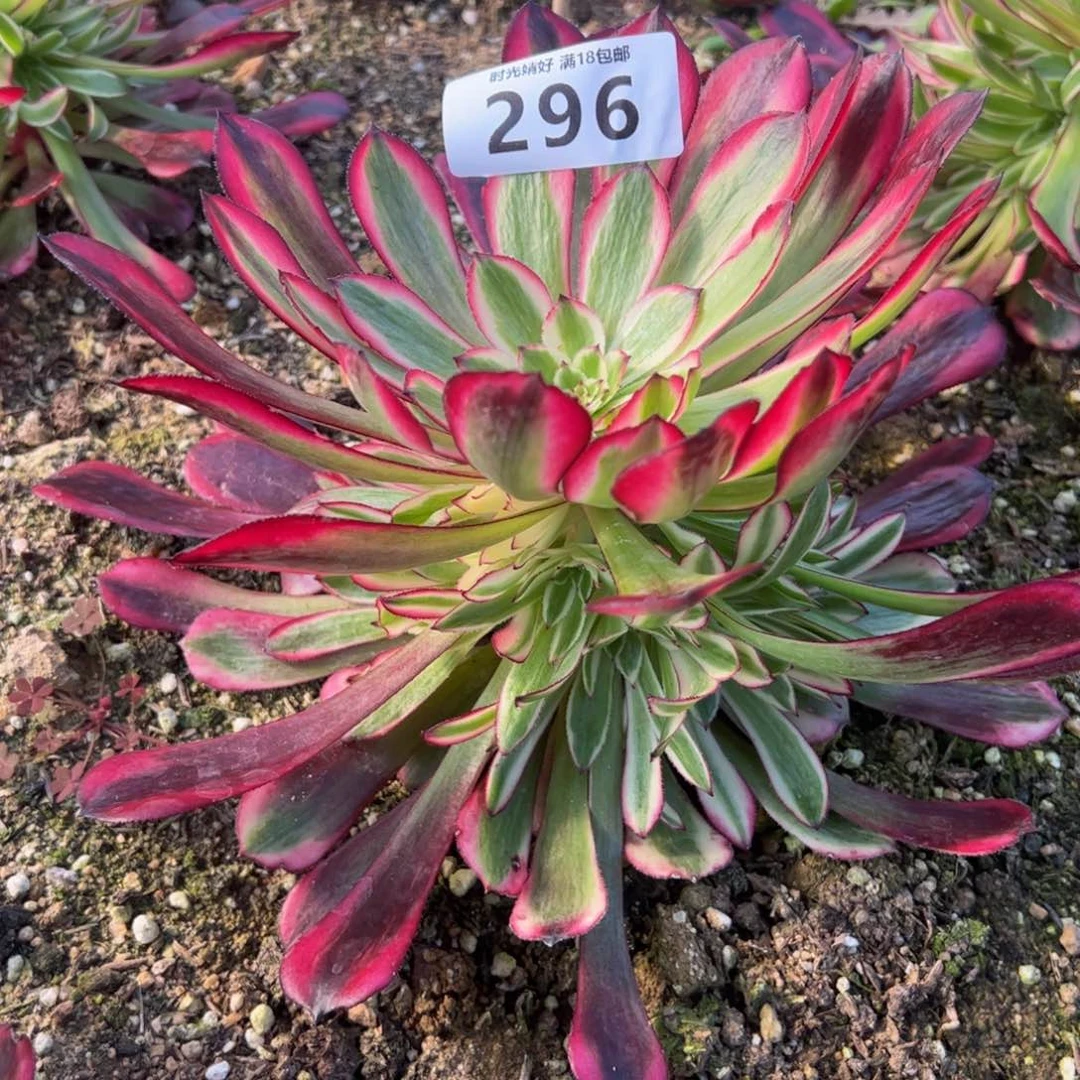 296红铜壶多肉植物