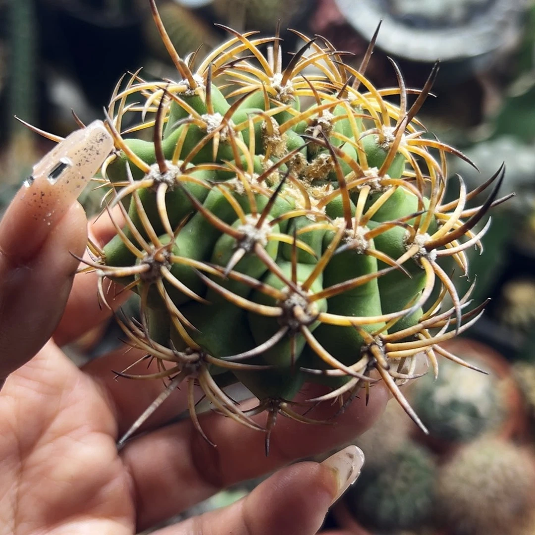 500津玉有根仙人球666666666