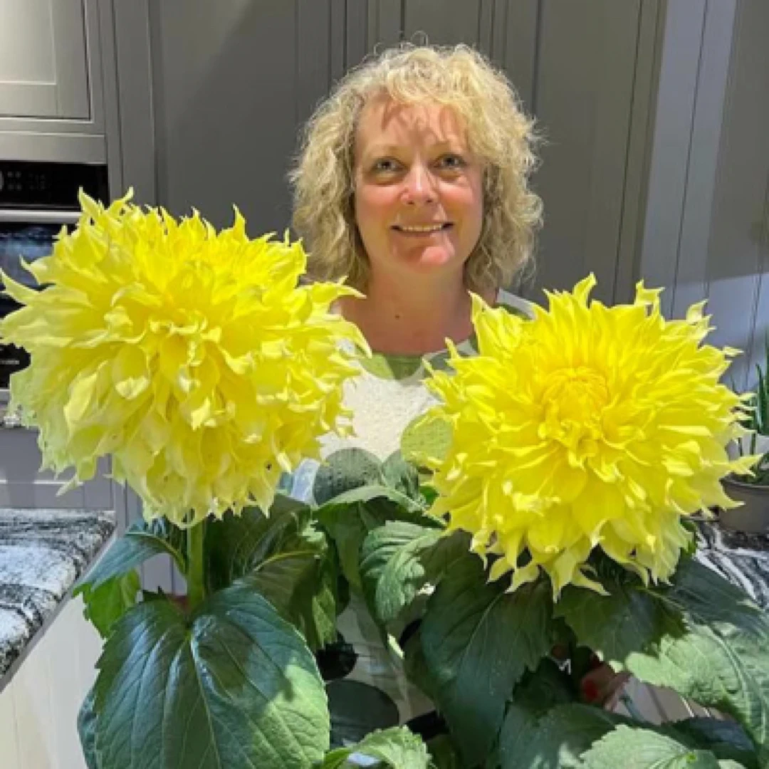 巨无霸【露易丝.怀特】大丽花超大明亮系进口整坨球