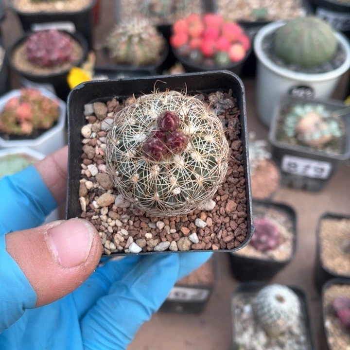 六****包399实生白琥娇丽