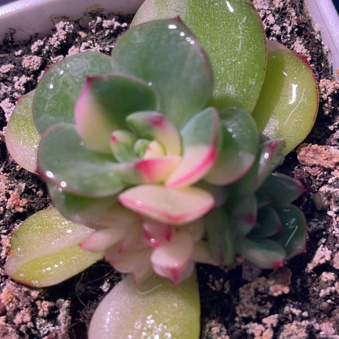 尚品特价三文鱼锦底座7464