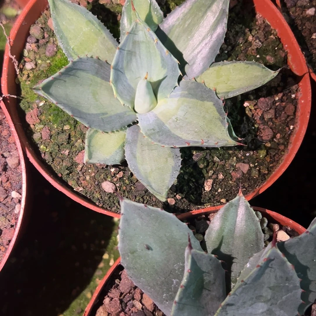 玉****蟆虚空藏中斑锦龙舌兰植物