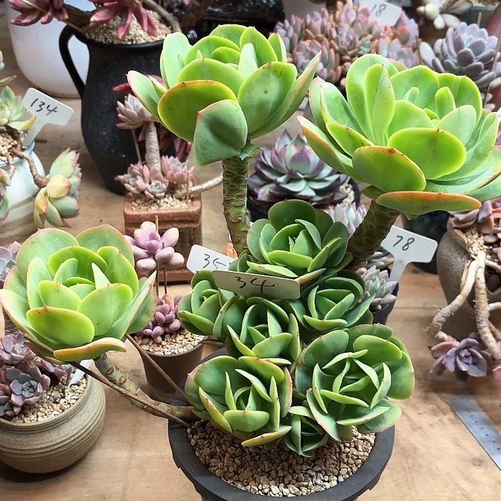 多肉植物，鸡蛋碧桃34号