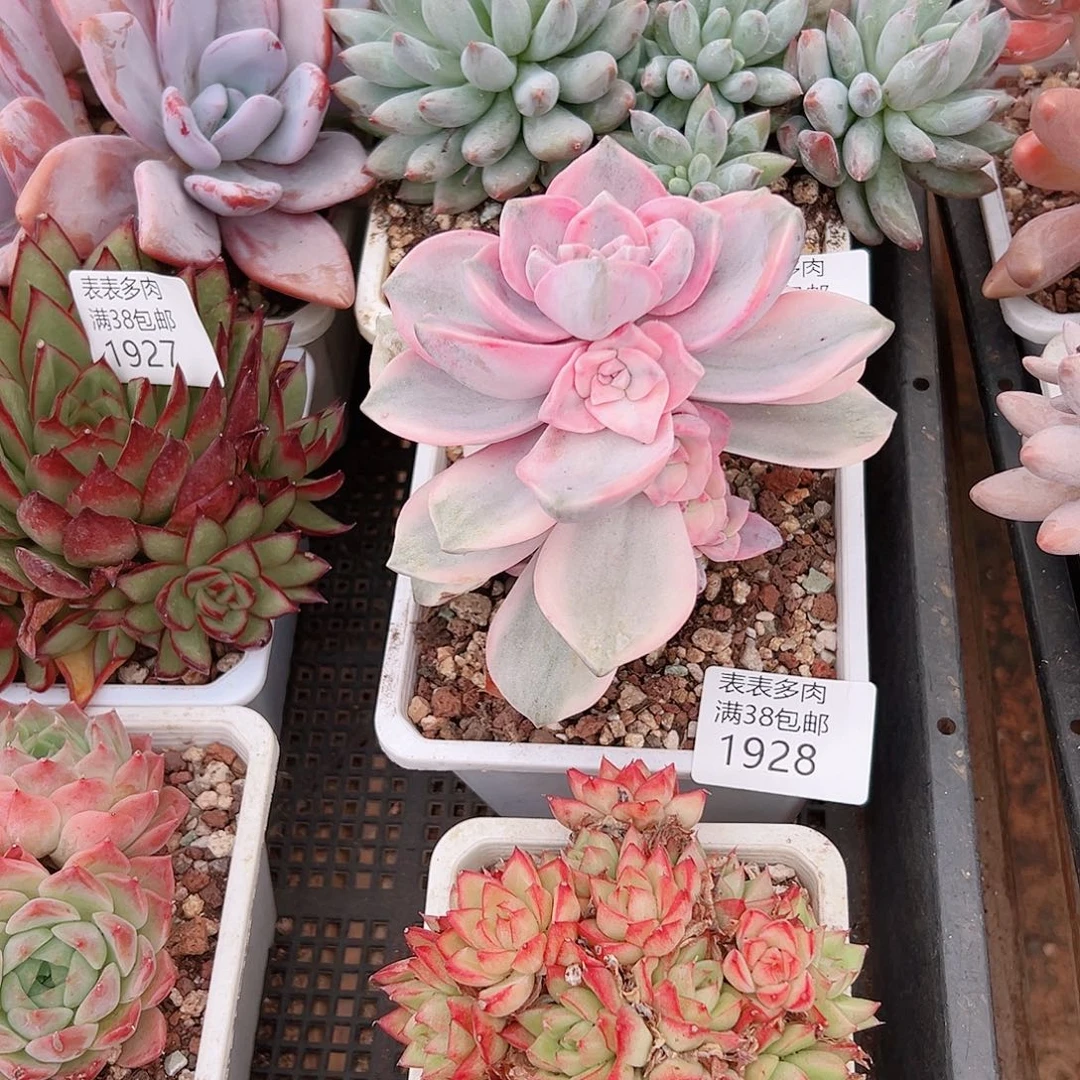 蜂***2多肉一物一拍植物1928