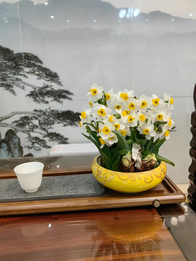 （宠粉福利）做好矮化《雕刻水仙花》漳州水仙花种球花冬季水培好养