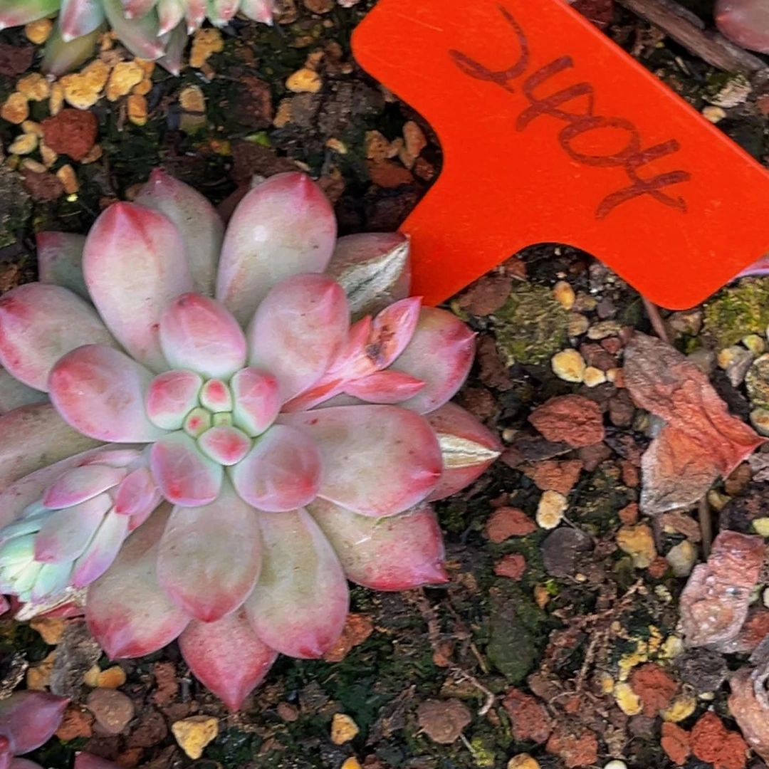 流**爵2404号晚上多肉植物群生多肉