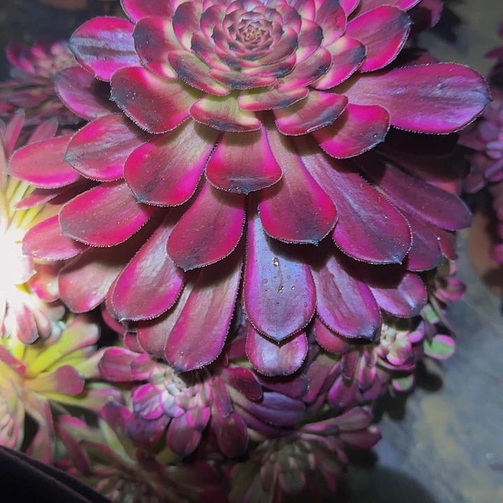 三**绳精品红金刚老桩开播福利75