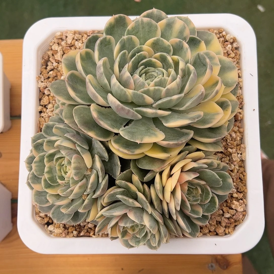 绿体昂斯诺彩锦 一物一拍