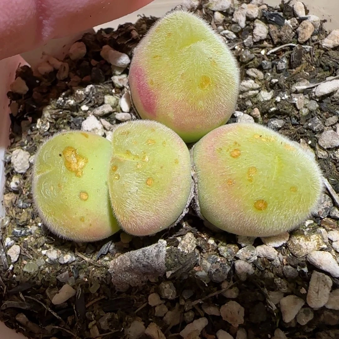 肉锥多肉植物百科-长毛翠滴母本有疤1776