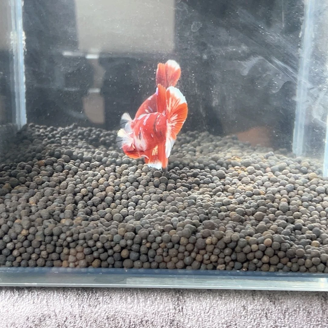 斗鱼不包邮首单补10运3