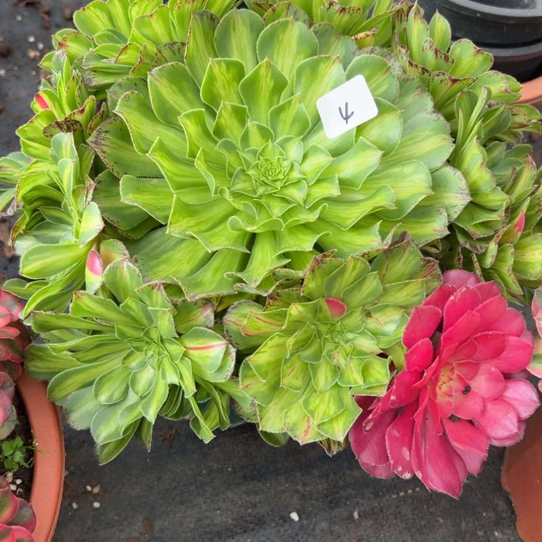 4知否无根多肉植物