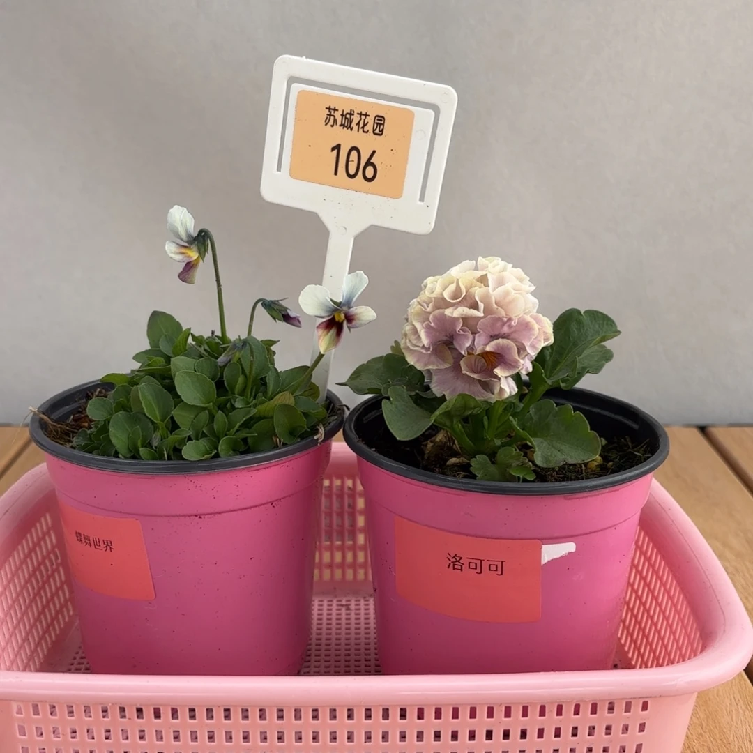 大部分开放少量花苞106