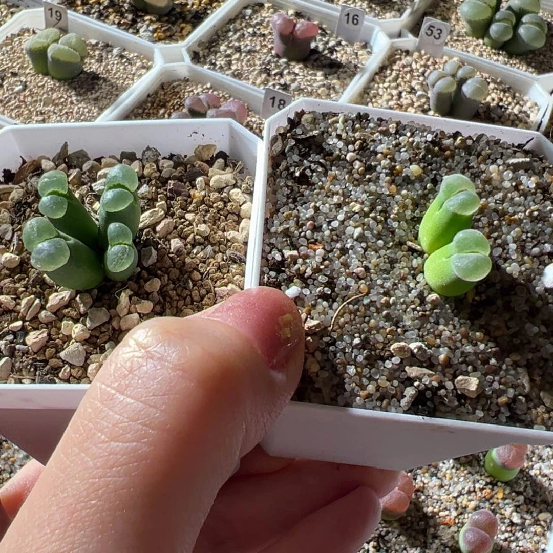 ˘***❥定向 佛肚 优选。