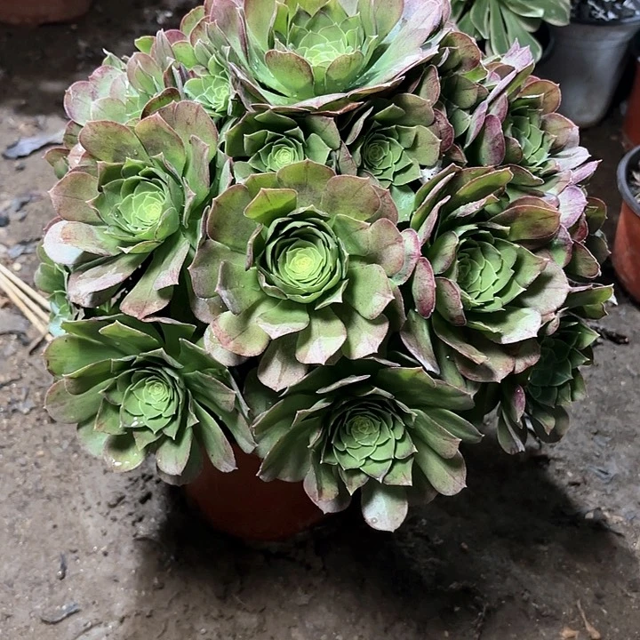 叮*当多肉植物万圣节70