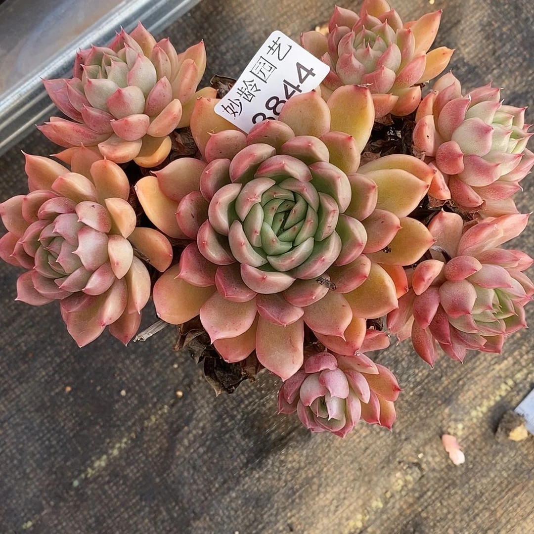 半***心3844杂交老桩基地～13厘米