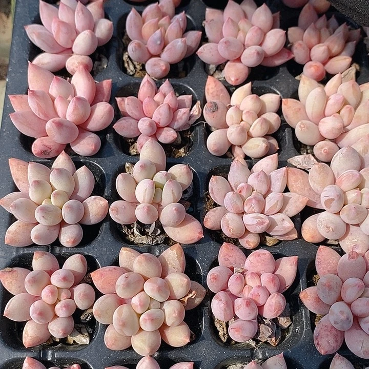 85 多肉植物盆栽花卉植物