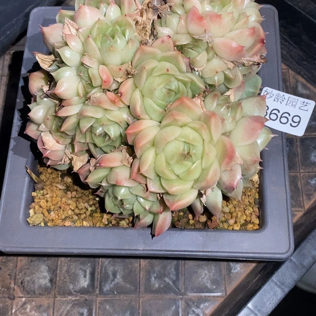 中***23669散群不售后～14厘米